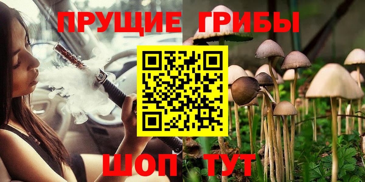 Псилоцибиновые грибы Cubensis Балтийск